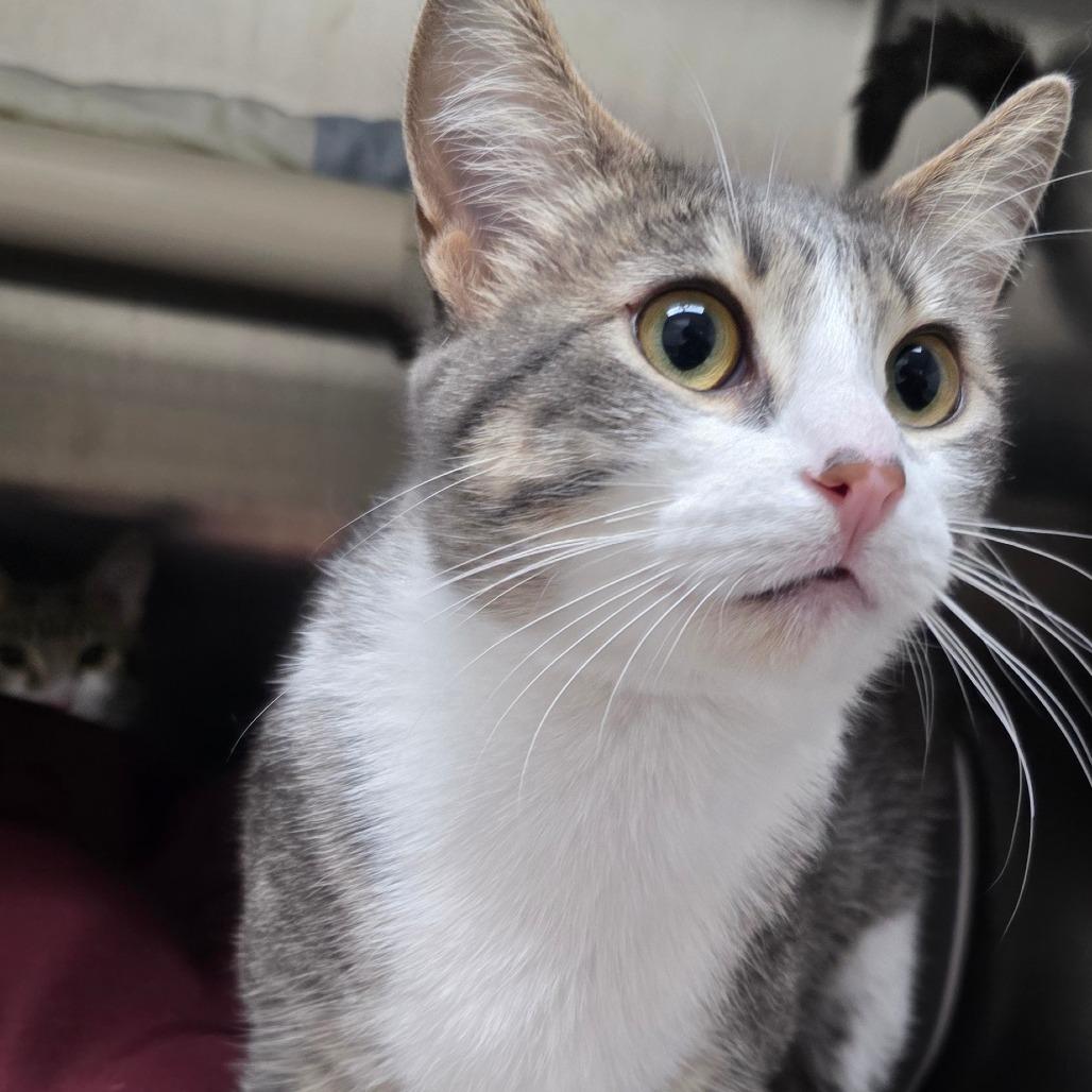 Enlarge Birdie, a Adoptable Domestic Short Hair in Detroit Lakes, MN image 1/2