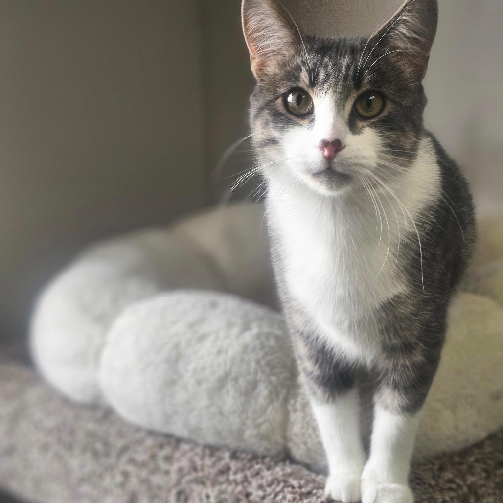 Enlarge Birdie, a Adoptable Domestic Short Hair in Detroit Lakes, MN image 4/6
