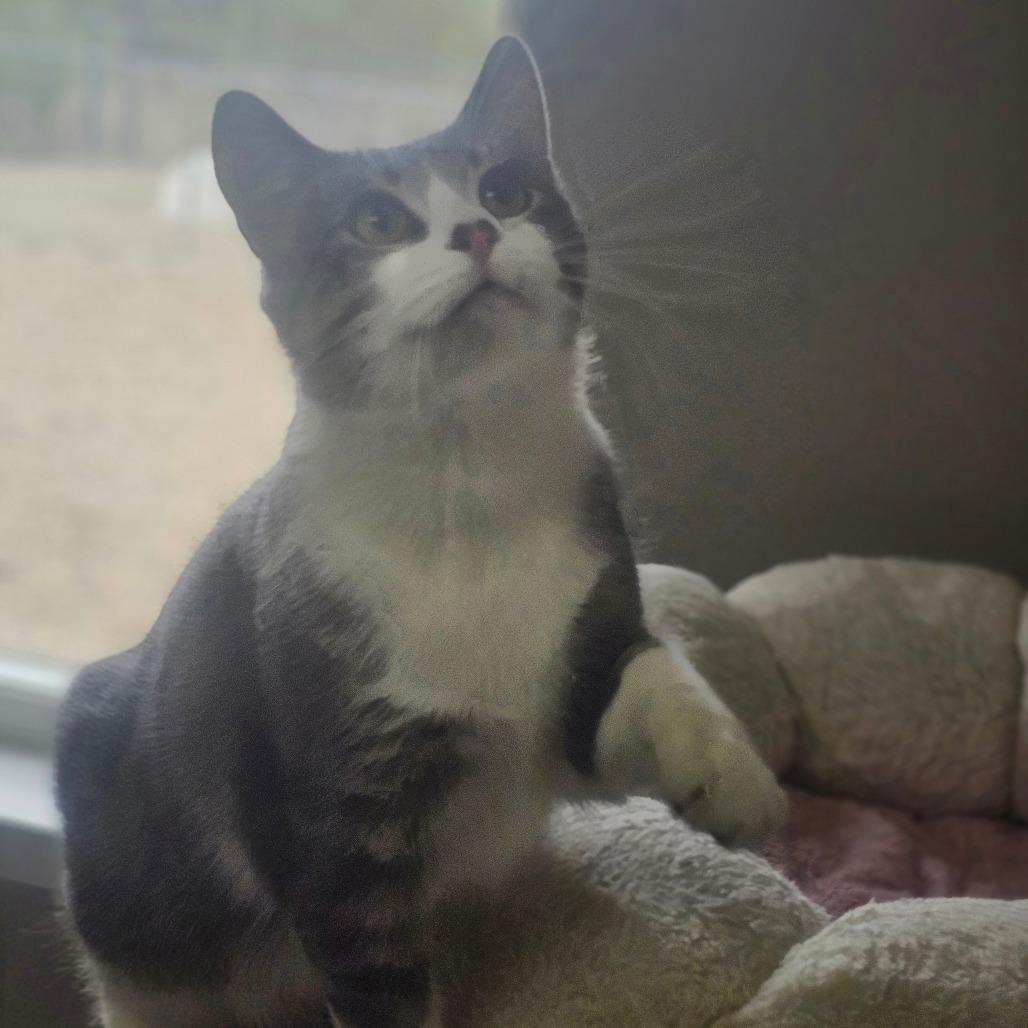Enlarge Birdie, a Adoptable Domestic Short Hair in Detroit Lakes, MN image 5/6