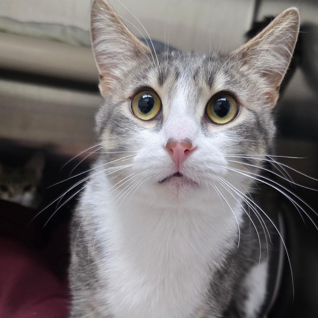 Enlarge Birdie, a Adoptable Domestic Short Hair in Detroit Lakes, MN image 2/2