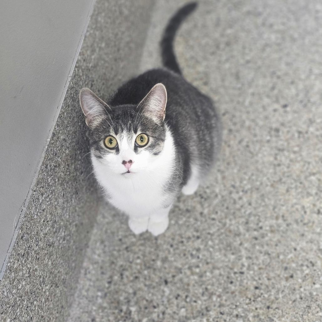Enlarge Birdie, a Adoptable Domestic Short Hair in Detroit Lakes, MN image 6/6