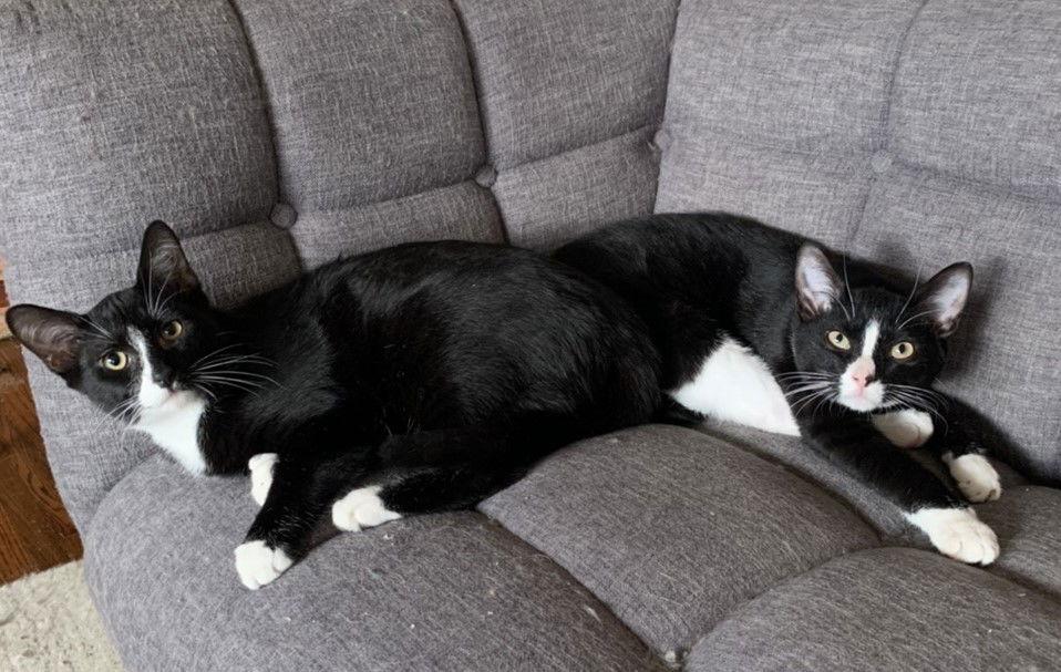 JANICE & MARCEL (BONDED PAIR), Adoptable, Young Female Tuxedo.