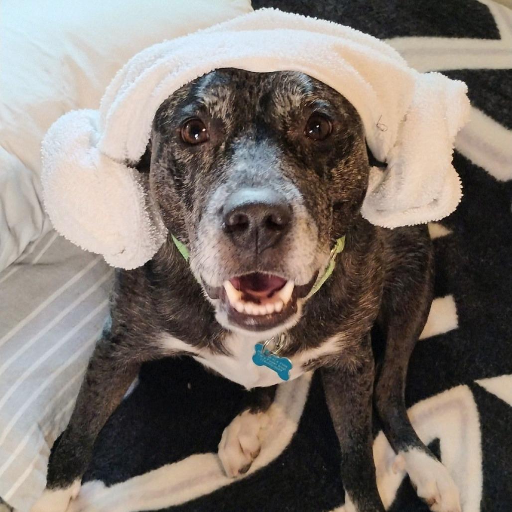 Diamond, Adoptable, Adult Female Mixed Breed.