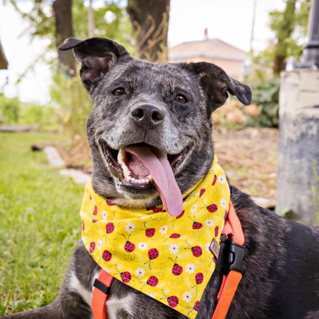 Diamond, a Adoptable Mixed Breed in Chicago, IL image 2/6