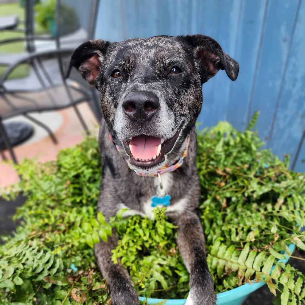 Diamond, a Adoptable Mixed Breed in Chicago, IL image 4/6