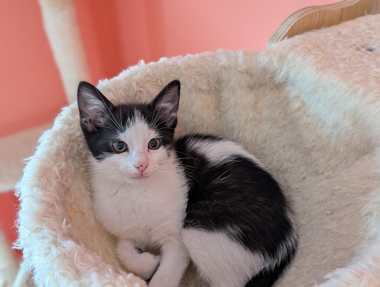 Douggie, Adopted, Kitten Male Domestic Short Hair.