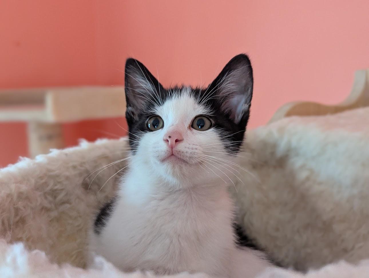 Enlarge Douggie, a Adopted Domestic Short Hair in Mechanicsville, MD image 2/3