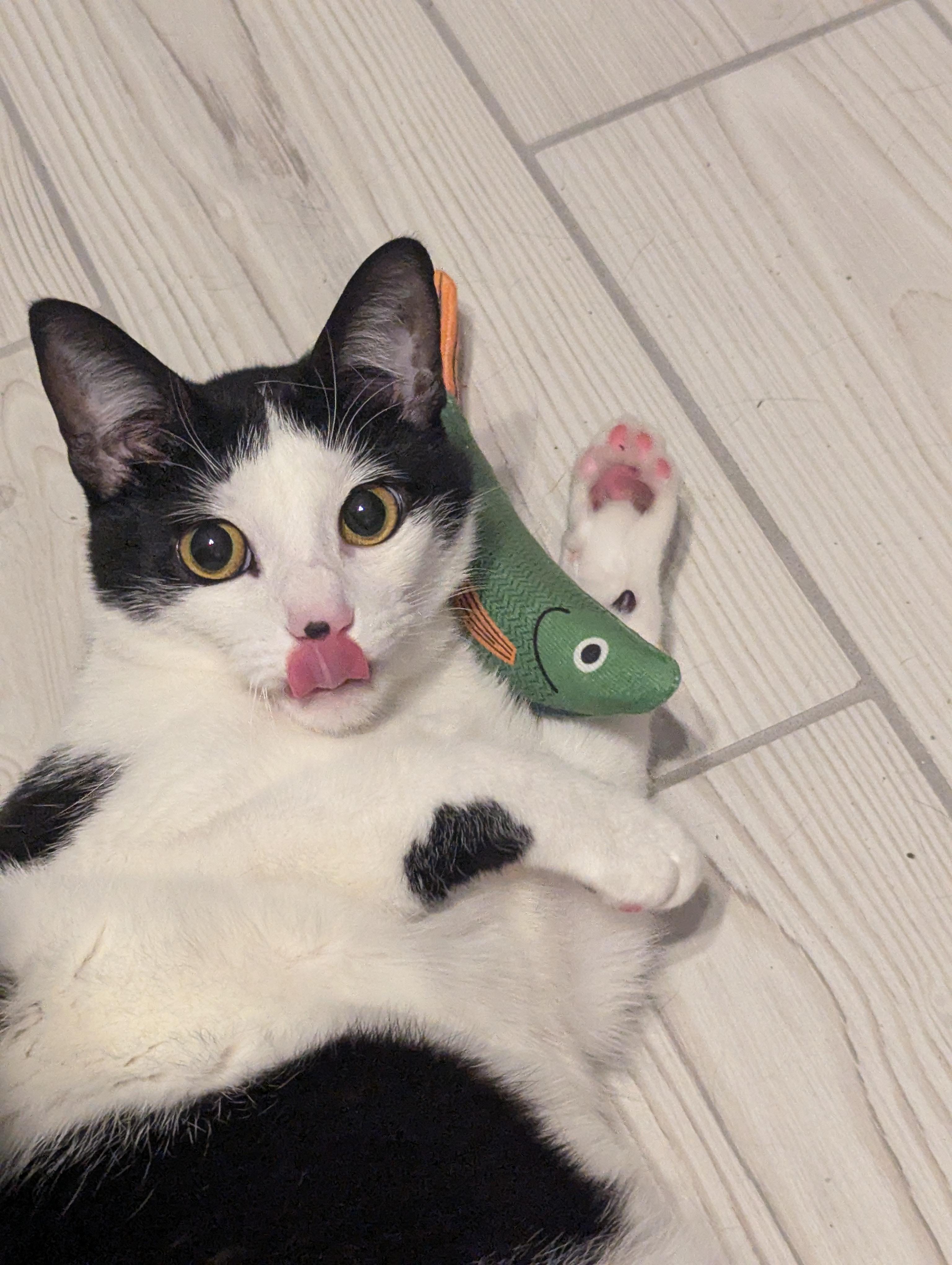 Douggie, adoptable, Young Male Domestic Short Hair.