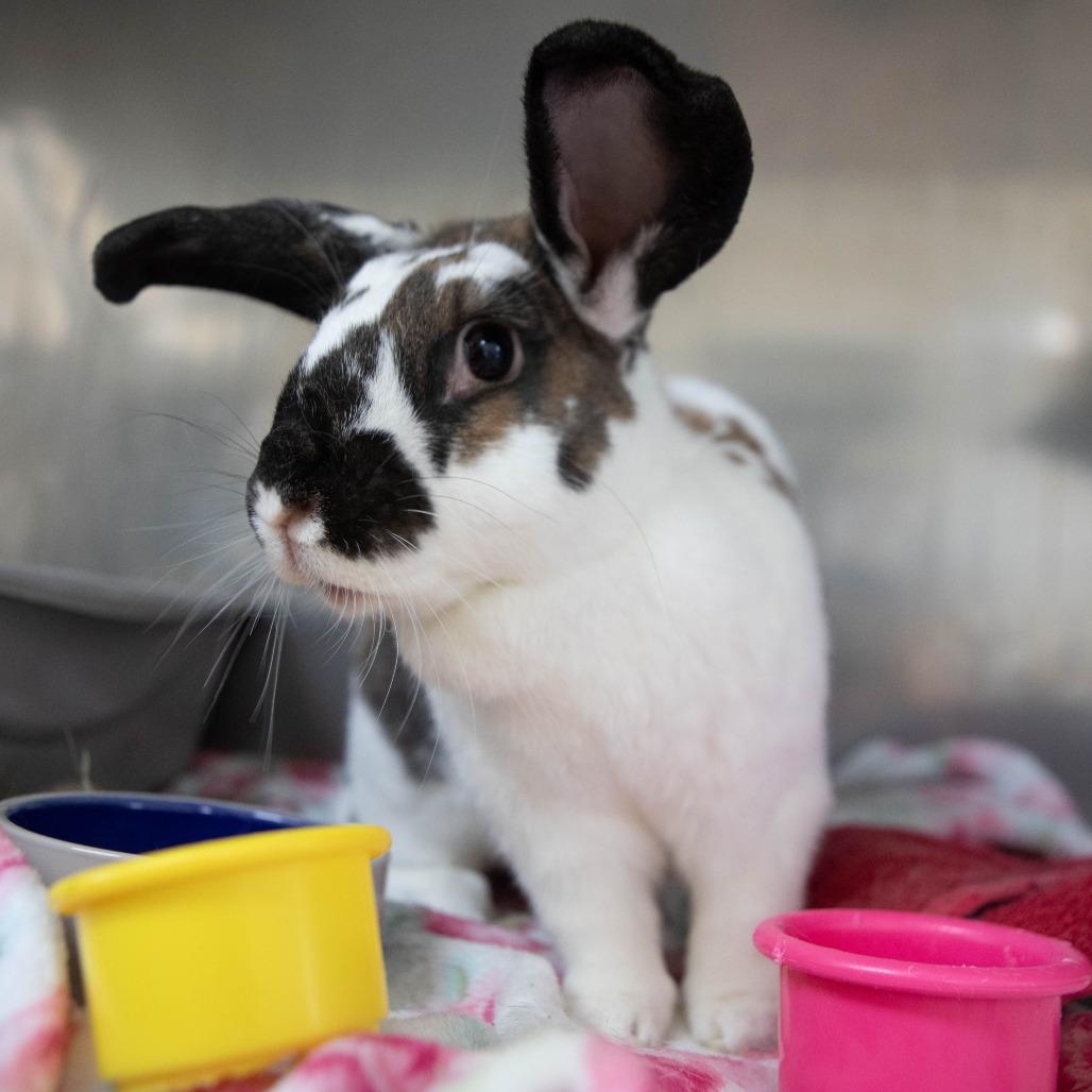 Enlarge Yeti, a Adoptable English Spot in Richmond, CA image 1/6