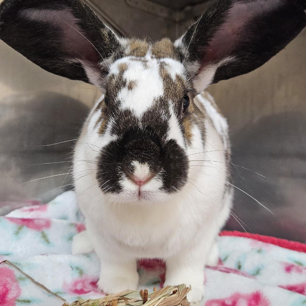 Enlarge Yeti, a Adoptable English Spot in Richmond, CA image 3/6