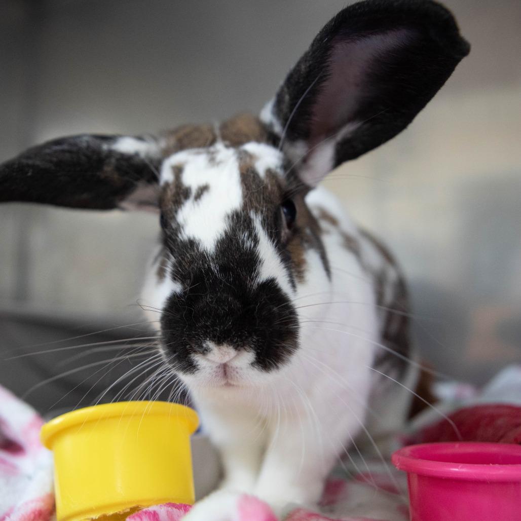 Enlarge Yeti, a Adoptable English Spot in Richmond, CA image 4/6