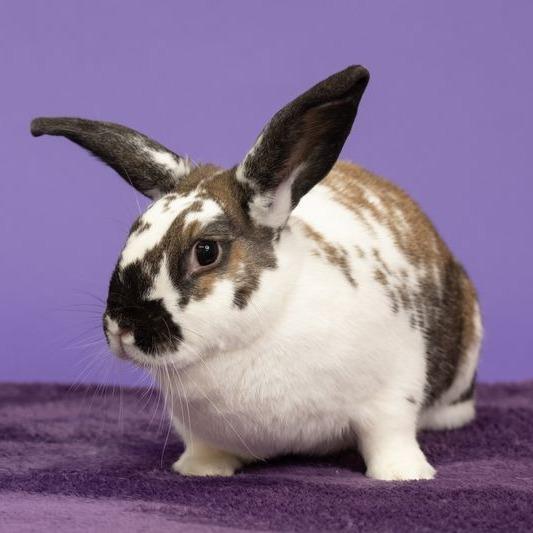 Enlarge Yeti, a Adoptable English Spot in Richmond, CA image 5/6