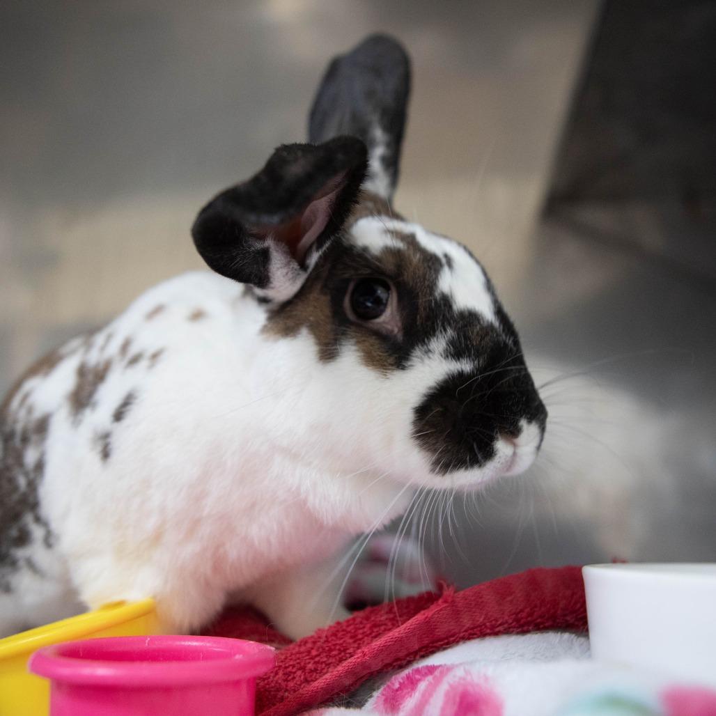 Enlarge Yeti, a Adoptable English Spot in Richmond, CA image 6/6