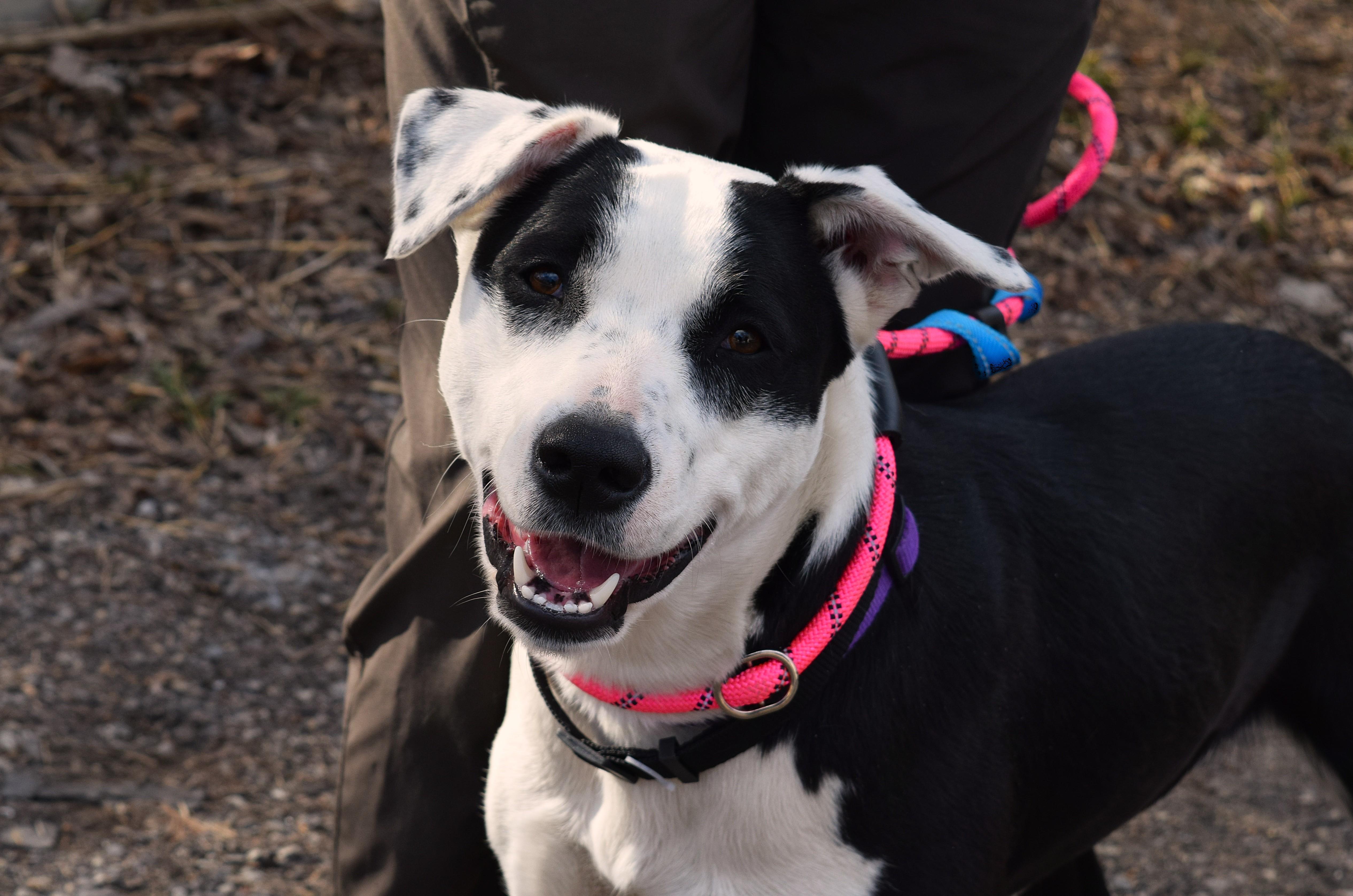 Enlarge Beatrix, a ADOPTABLE mixed breed in Parkville, MO image 1/6