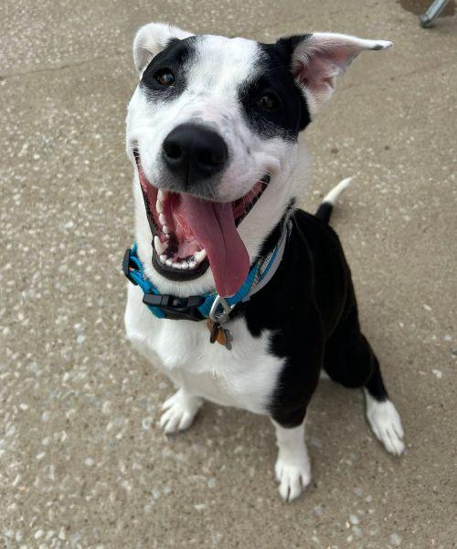 Enlarge Beatrix, a ADOPTABLE mixed breed in Parkville, MO image 3/6