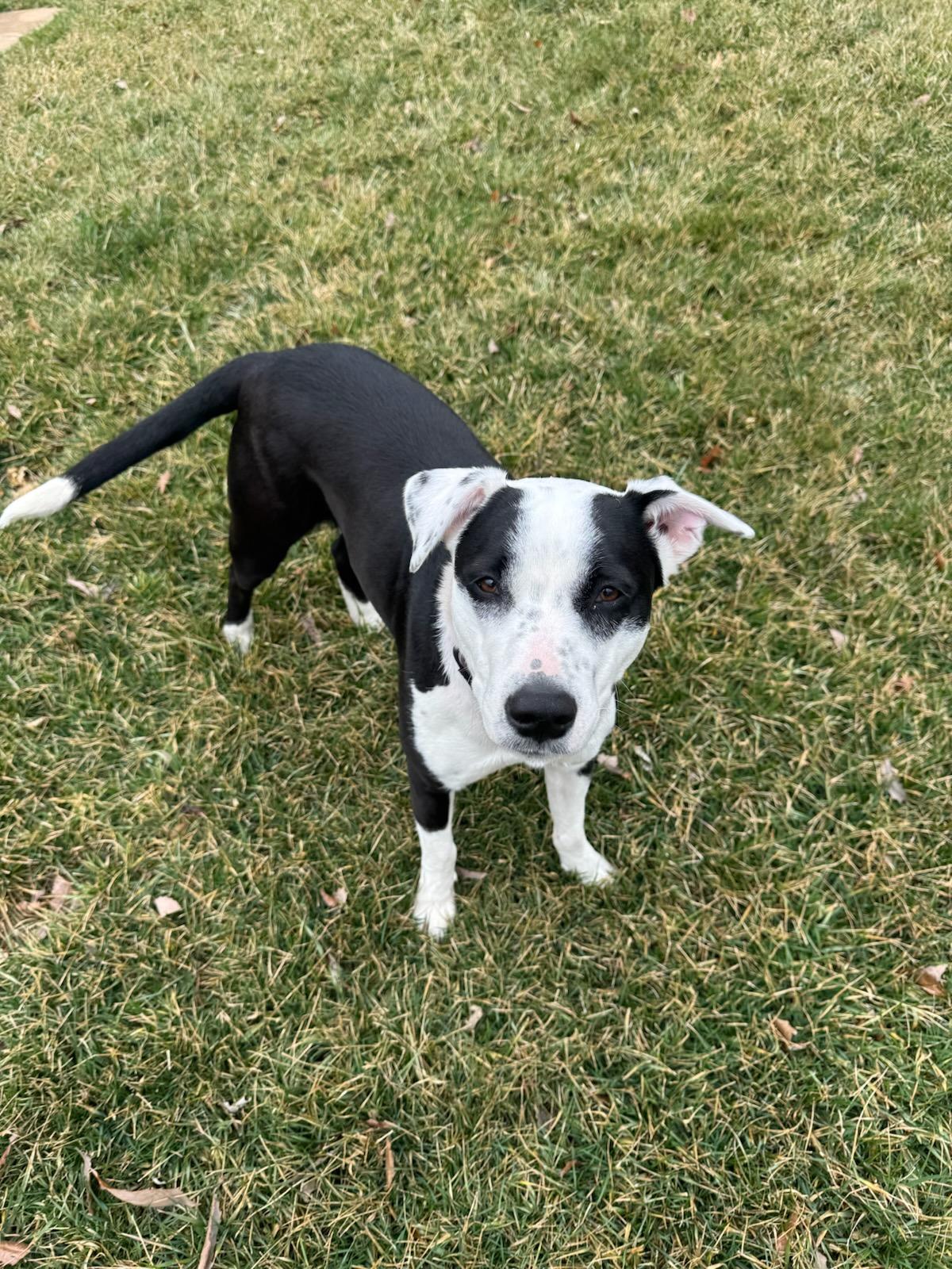 Enlarge Beatrix, a ADOPTABLE mixed breed in Parkville, MO image 3/6