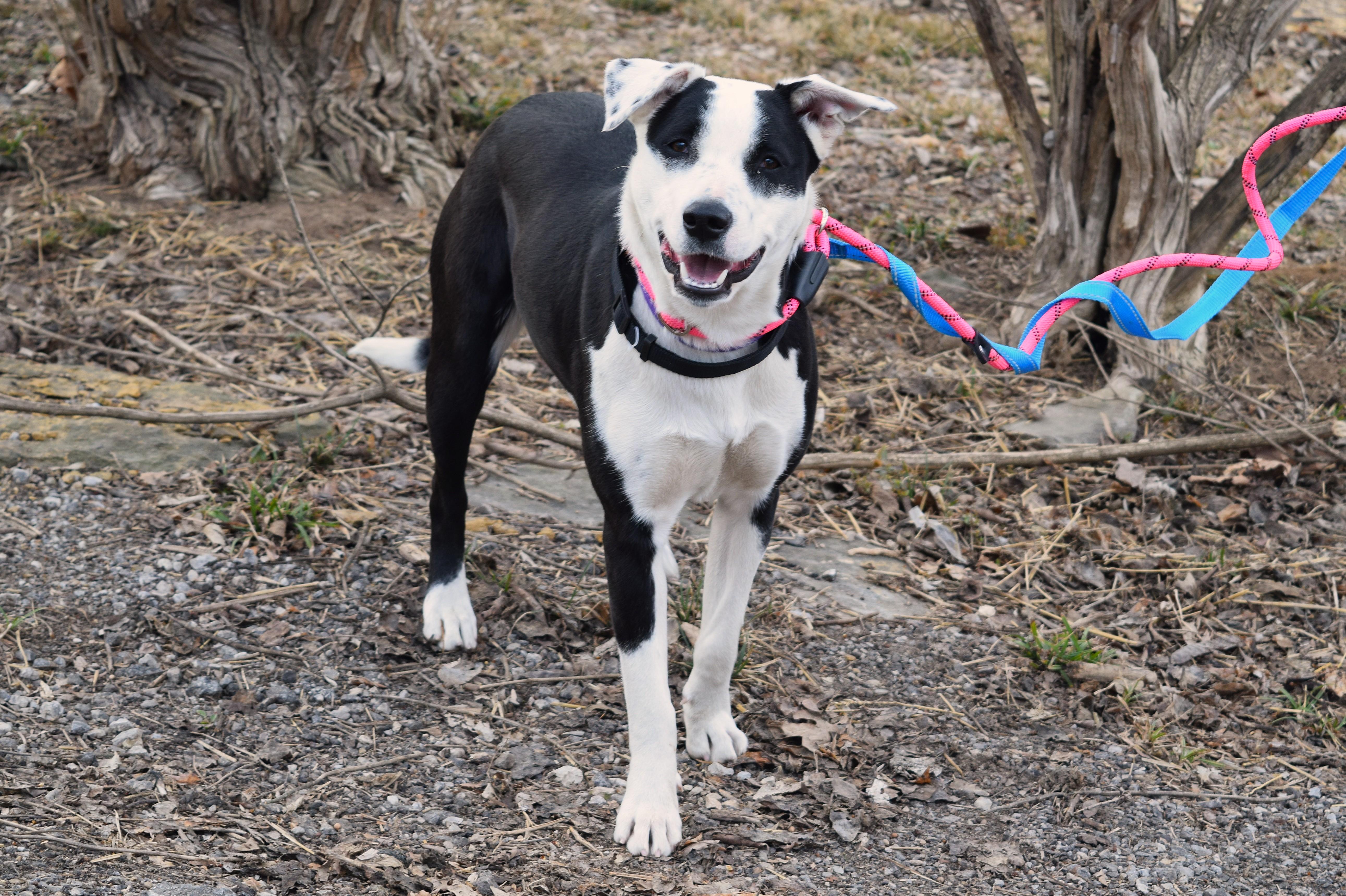 Enlarge Beatrix, a ADOPTABLE mixed breed in Parkville, MO image 6/6