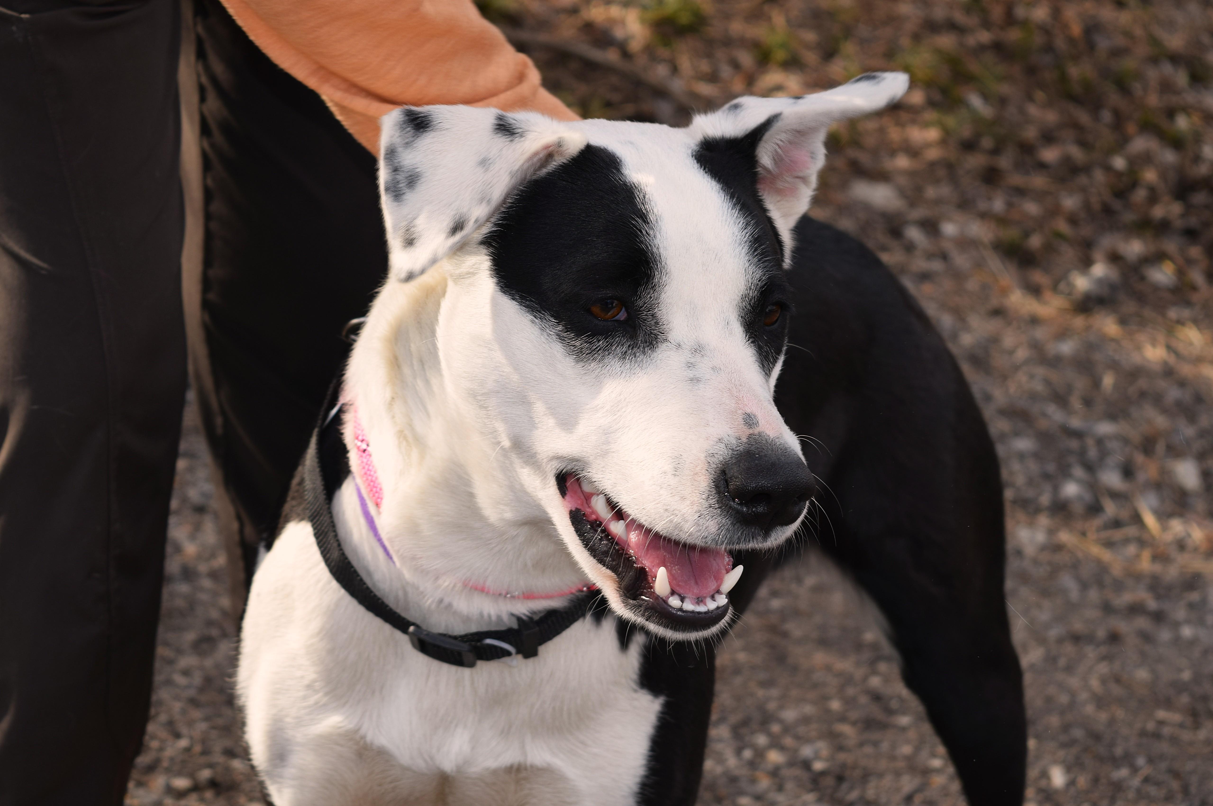 Enlarge Beatrix, a ADOPTABLE mixed breed in Parkville, MO image 2/6