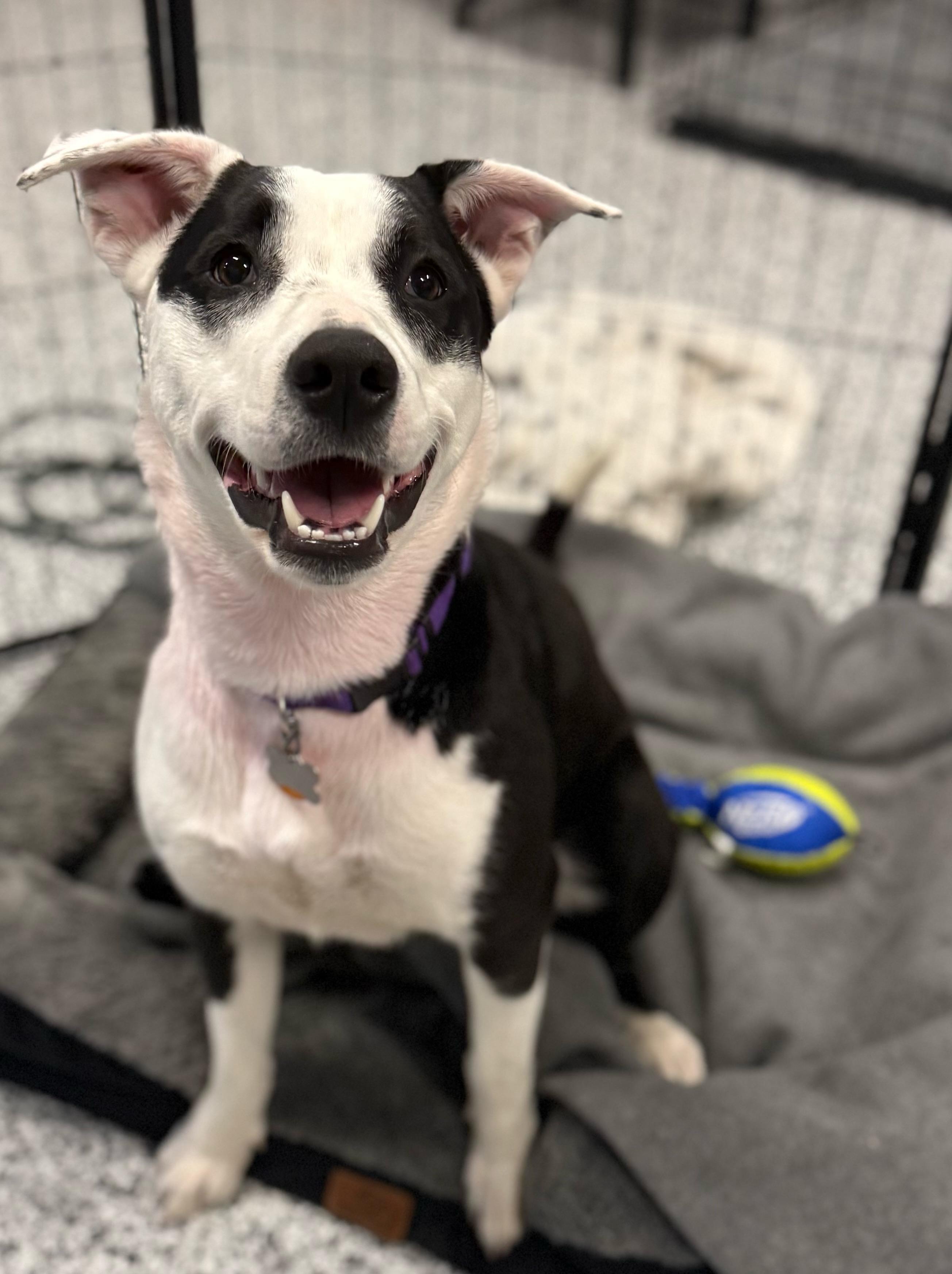 Enlarge Beatrix, a ADOPTABLE mixed breed in Parkville, MO image 4/6