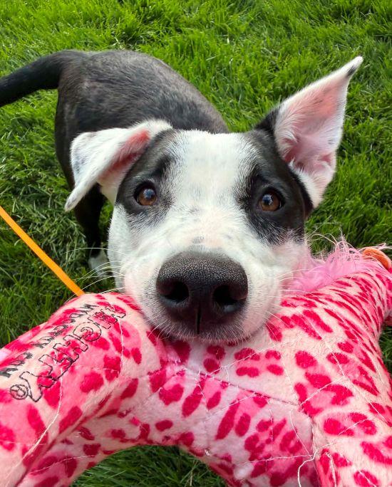 Enlarge Beatrix, a ADOPTABLE mixed breed in Parkville, MO image 1/6
