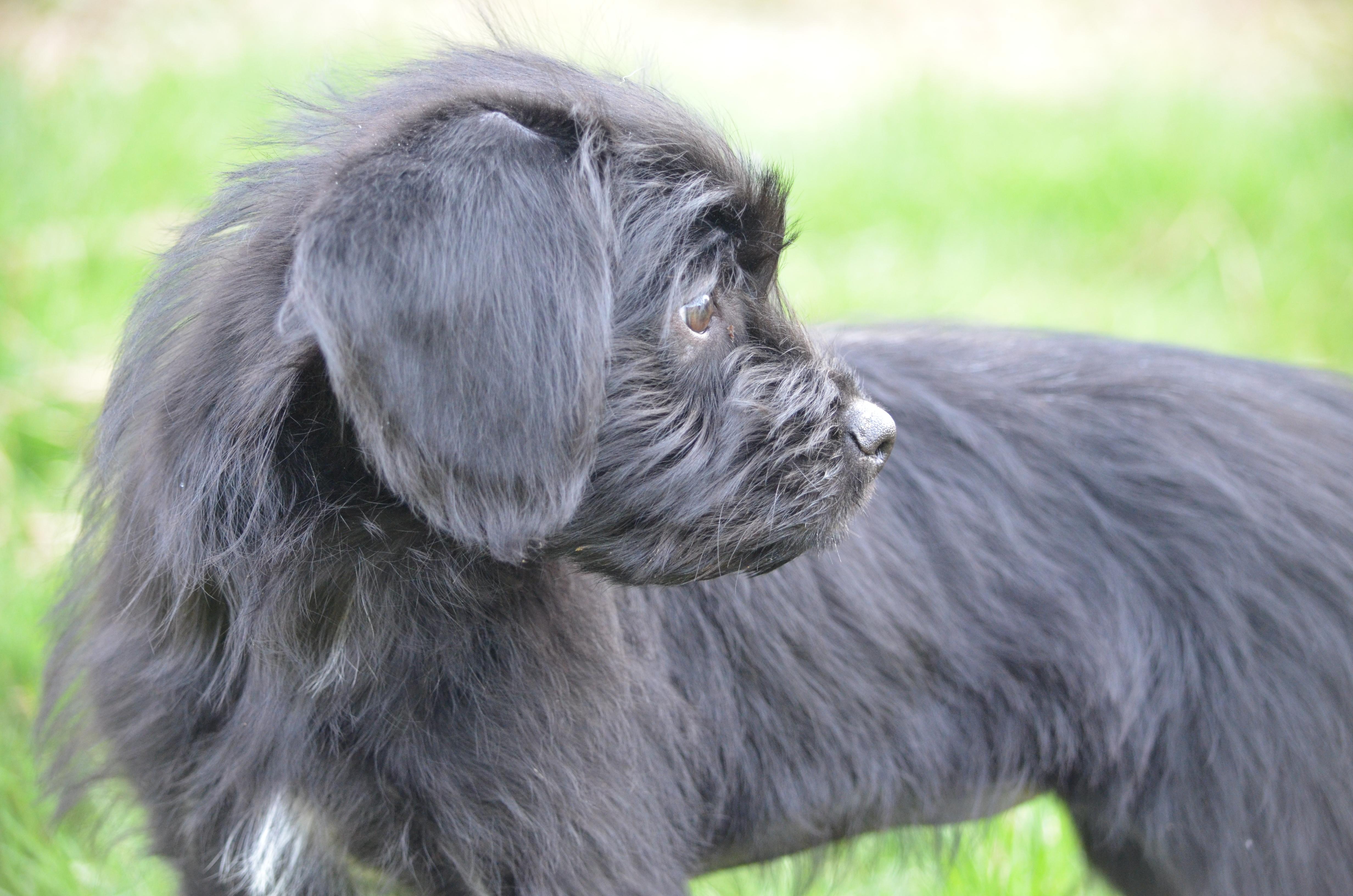 Enlarge Lexi, a ADOPTABLE mixed breed in Amissville, VA image 3/5