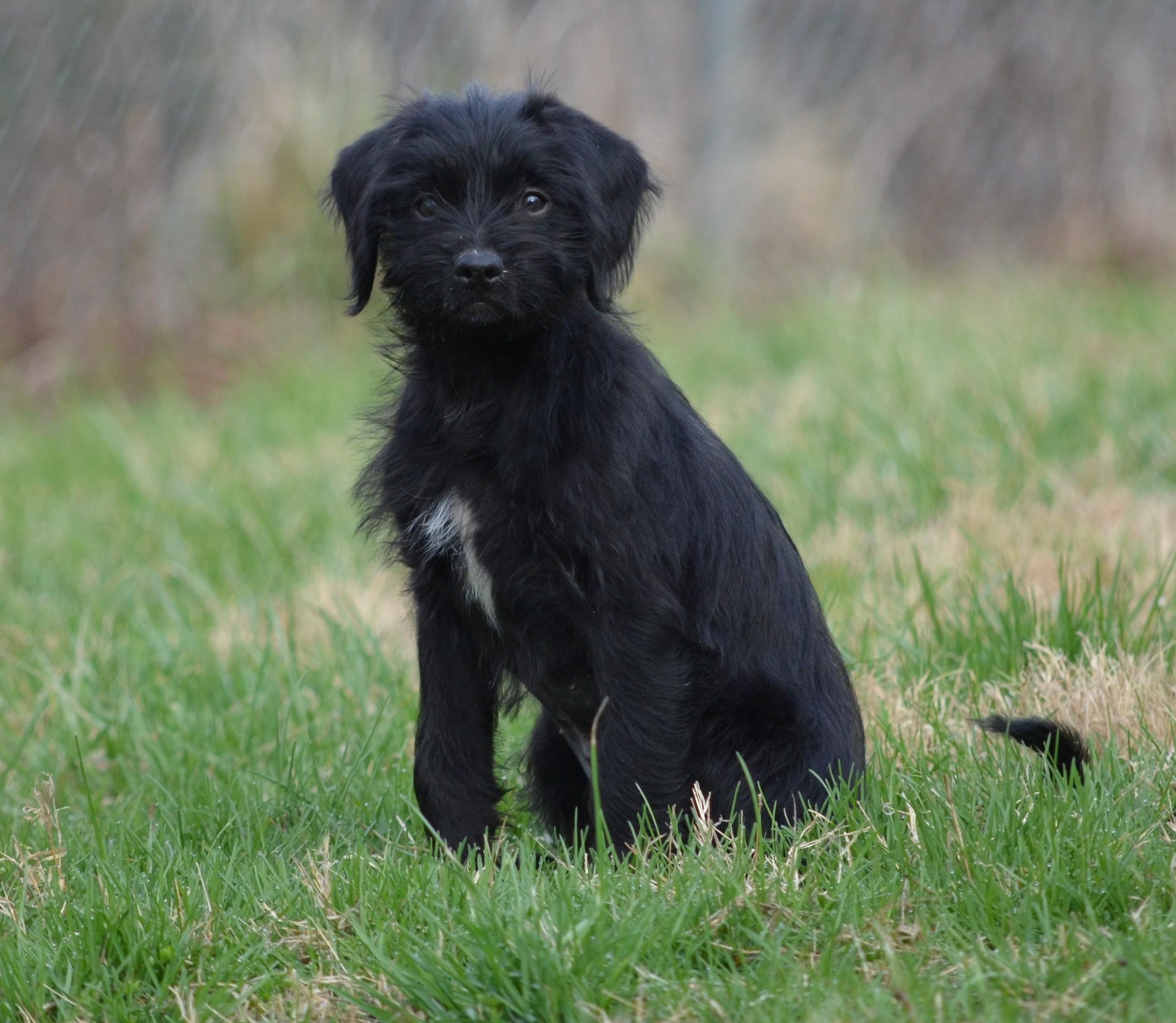 Enlarge Lexi, a ADOPTABLE mixed breed in Amissville, VA image 5/5