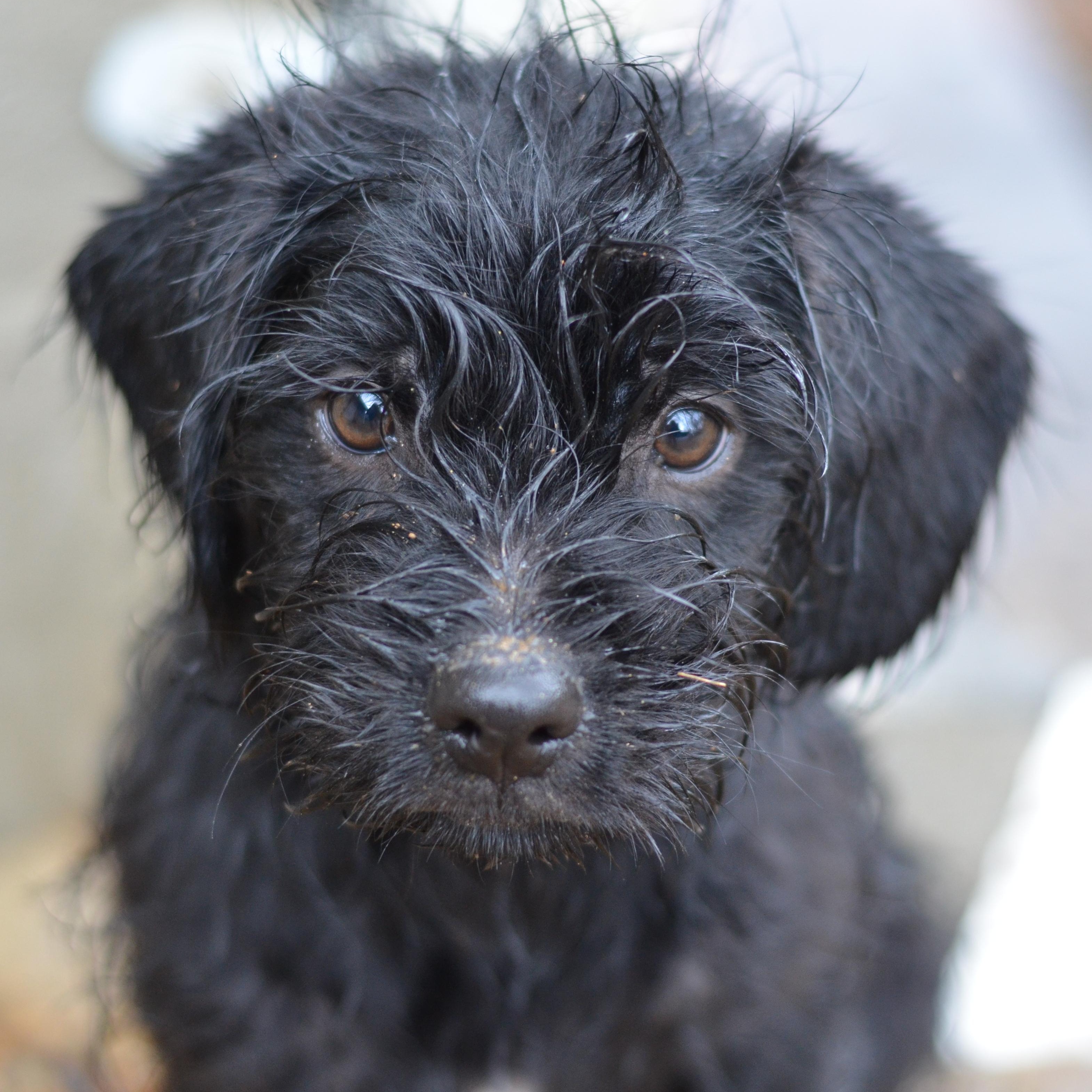 Lexi, ADOPTABLE, Puppy Female Doberman Pinscher & Pekingese.