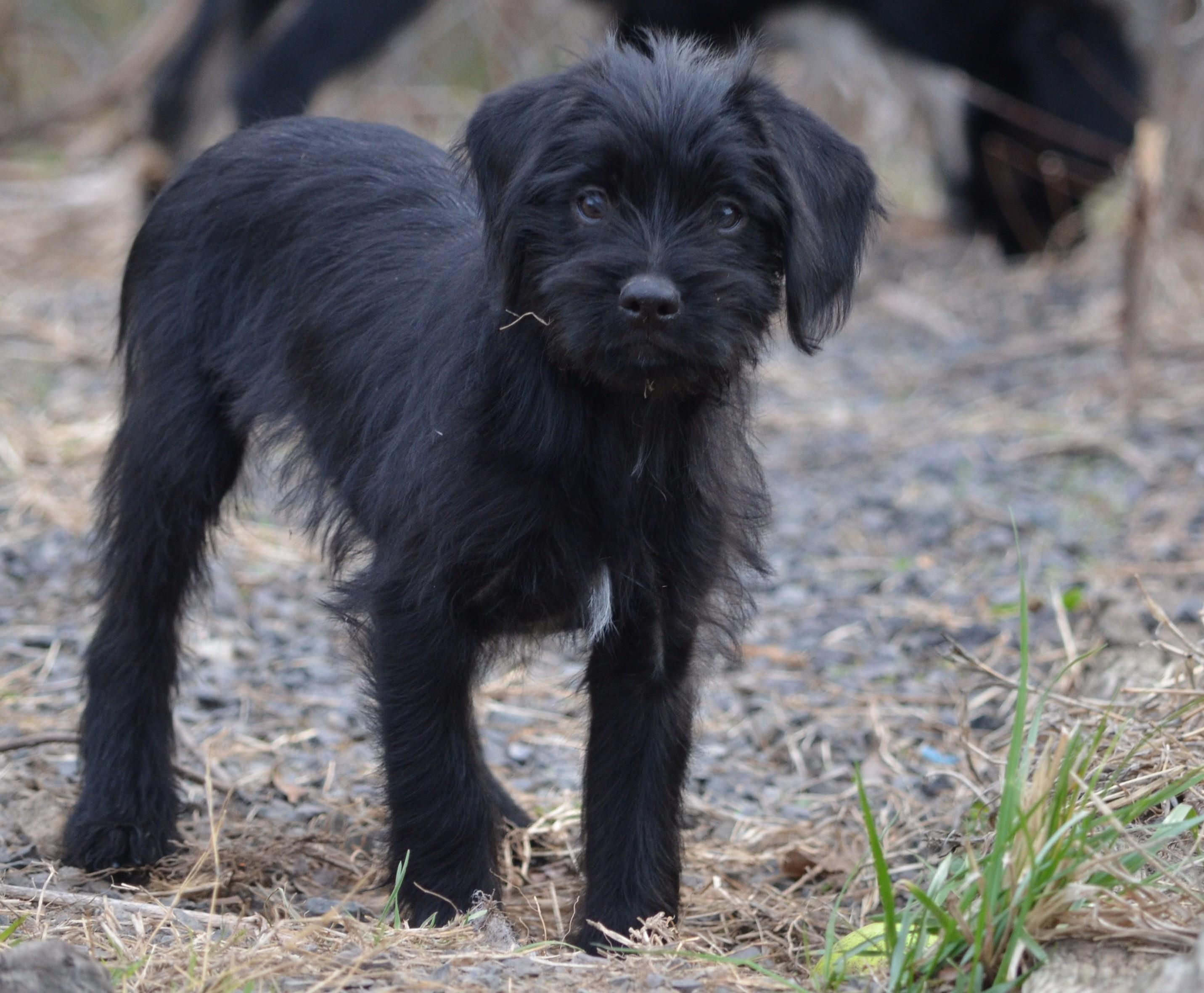 Enlarge Lexi, a ADOPTABLE mixed breed in Amissville, VA image 4/5