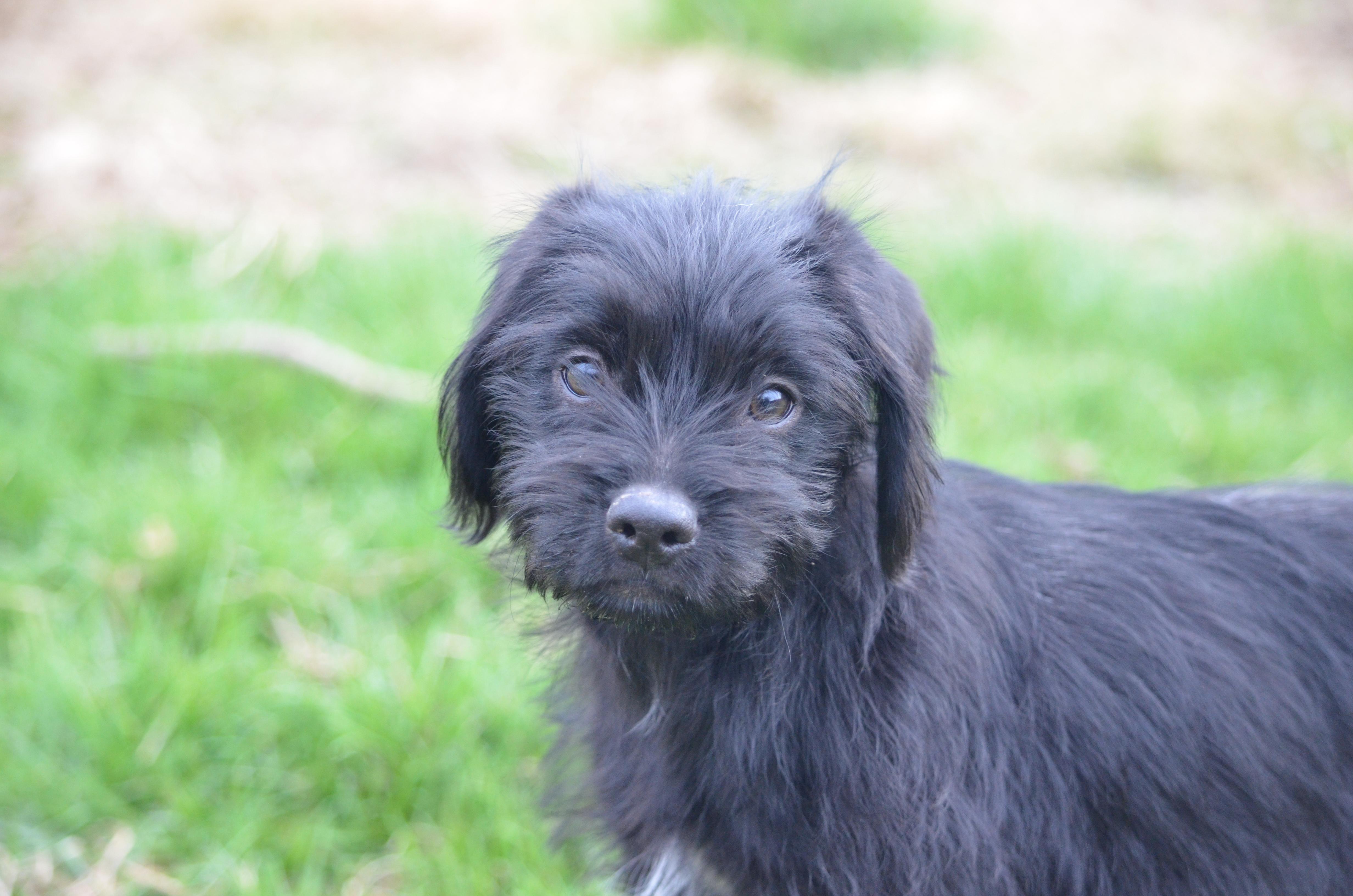 Enlarge Lexi, a ADOPTABLE mixed breed in Amissville, VA image 2/5