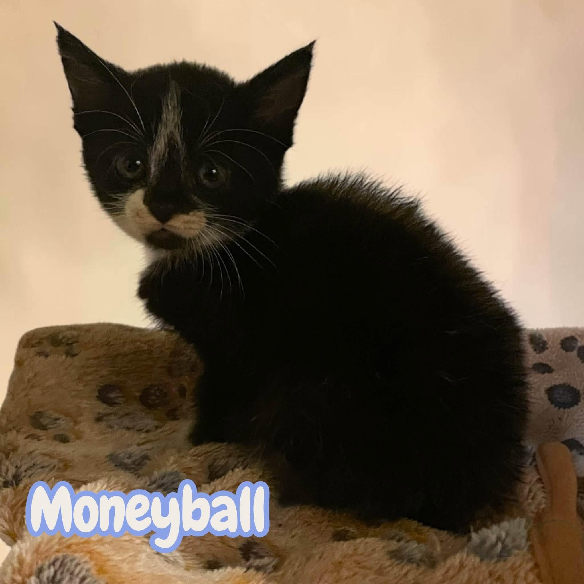 Enlarge Moneyball & Slugger, a Adopted mixed breed in Roanoke, VA image 4/4