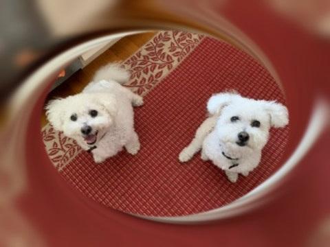 Snowball and Napoleon - MA