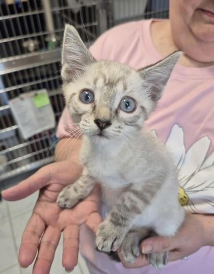 Enlarge Nightfall, a Adoptable mixed breed in Venice, FL image 1/1