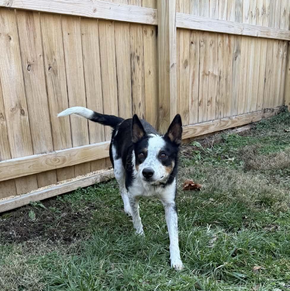 Enlarge Steve Irwin, a ADOPTABLE mixed breed in Martinsville, IN image 3/3