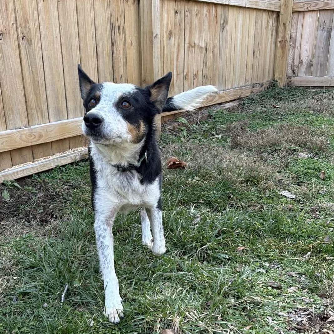 Enlarge Steve Irwin, a ADOPTABLE mixed breed in Martinsville, IN image 1/3