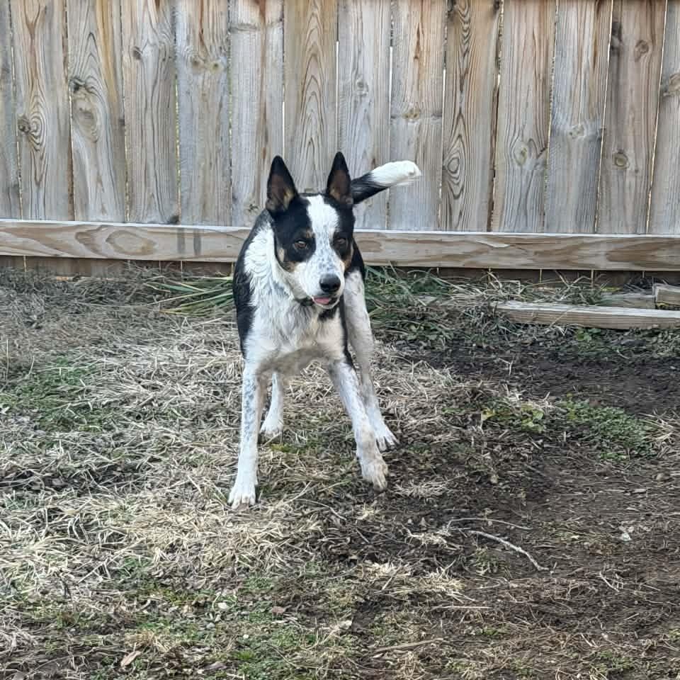 Enlarge Steve Irwin, a ADOPTABLE mixed breed in Martinsville, IN image 2/3
