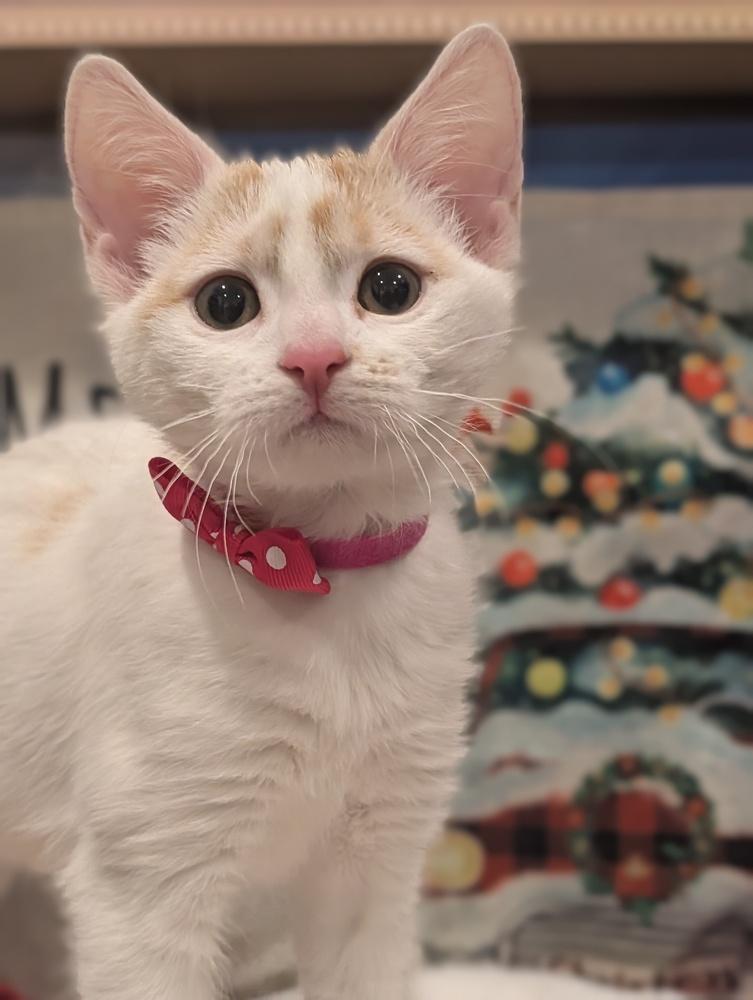 Enlarge Sugar, a Adoptable mixed breed in Fremont, CA image 1/6