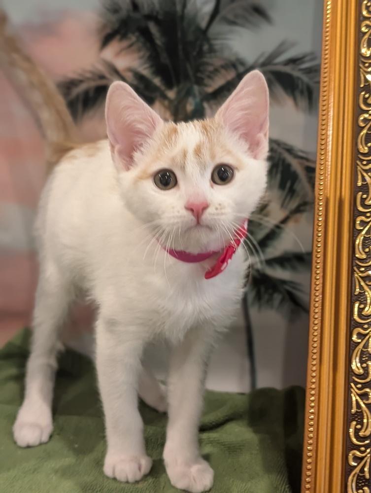 Enlarge Sugar, a Adoptable mixed breed in Fremont, CA image 2/6