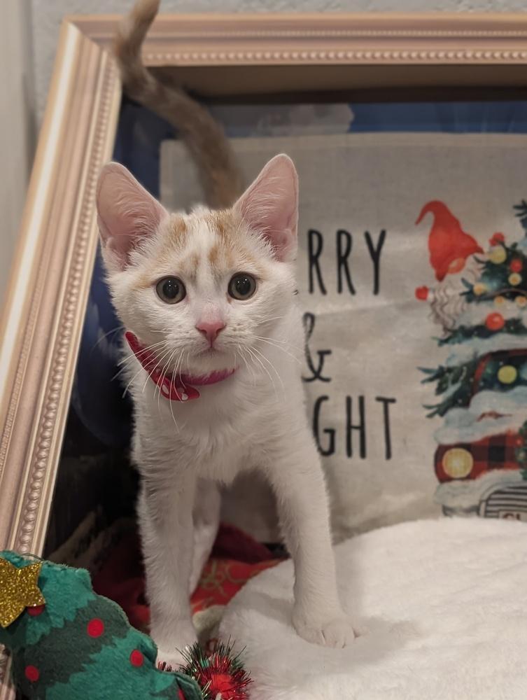 Enlarge Sugar, a Adoptable mixed breed in Fremont, CA image 3/6