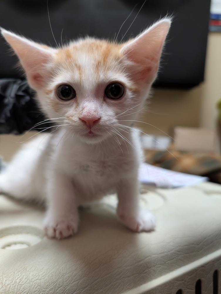 Enlarge Sugar, a Adoptable mixed breed in Fremont, CA image 4/6
