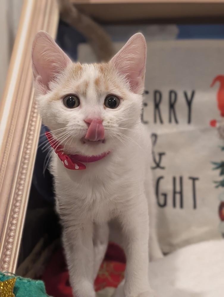 Enlarge Sugar, a Adoptable mixed breed in Fremont, CA image 5/6