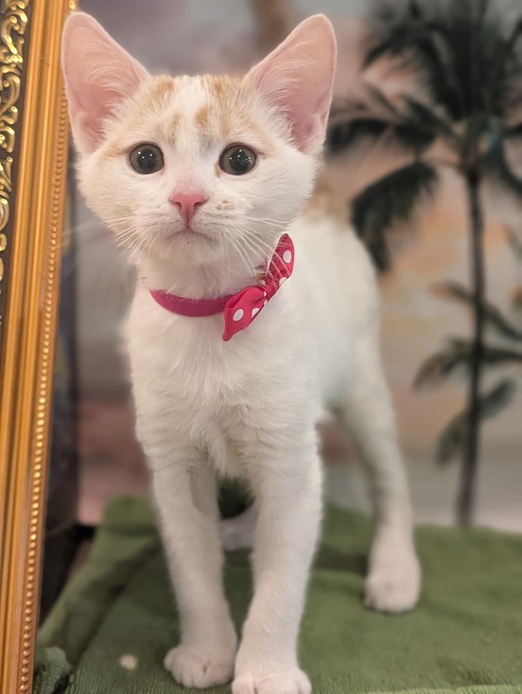 Enlarge Sugar, a Adoptable mixed breed in Fremont, CA image 6/6