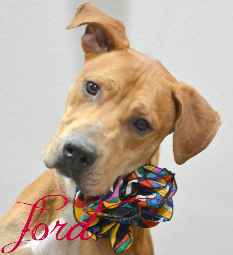 Ford, Adoptable, Adult Male Labrador Retriever.