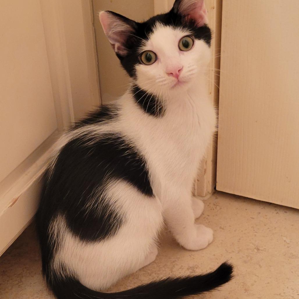 Jax, Adoptable, Young Male Domestic Short Hair.