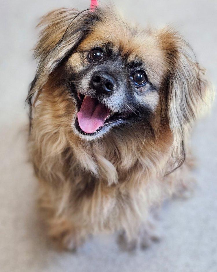 Sir Kingsley, Adopted, Adult Male Pekingese & Cavalier King Charles Spaniel.