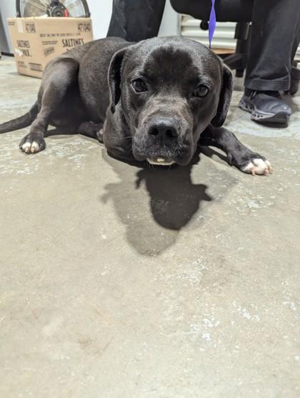 Homer, ADOPTABLE, Adult Male American Staffordshire Terrier.