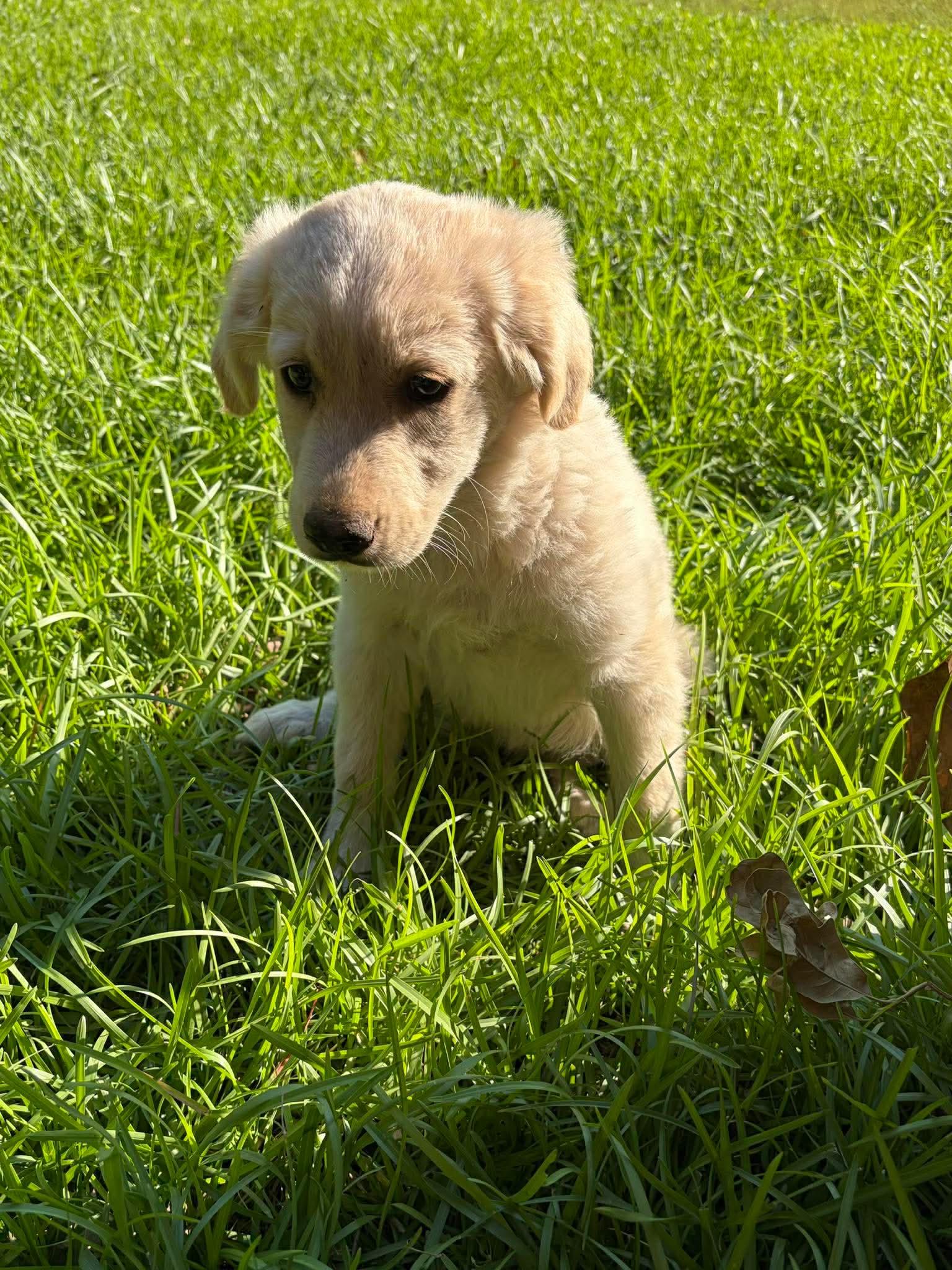 Strawberry, Adopted, Young Female Australian Cattle Dog / Blue Heeler & Golden Retriever.