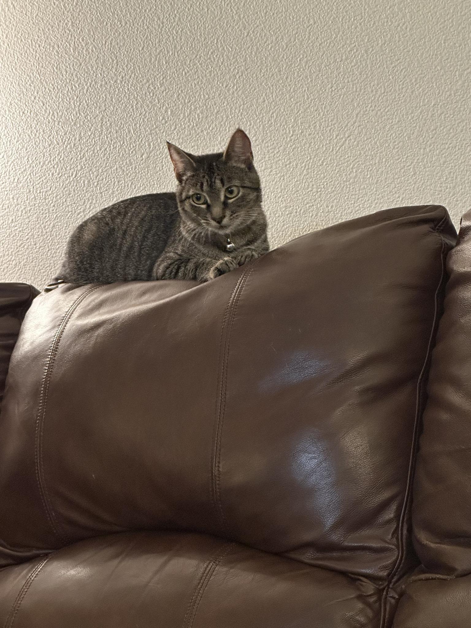 Enlarge Pebble, a Adoptable Domestic Short Hair in Newberg, OR image 1/1