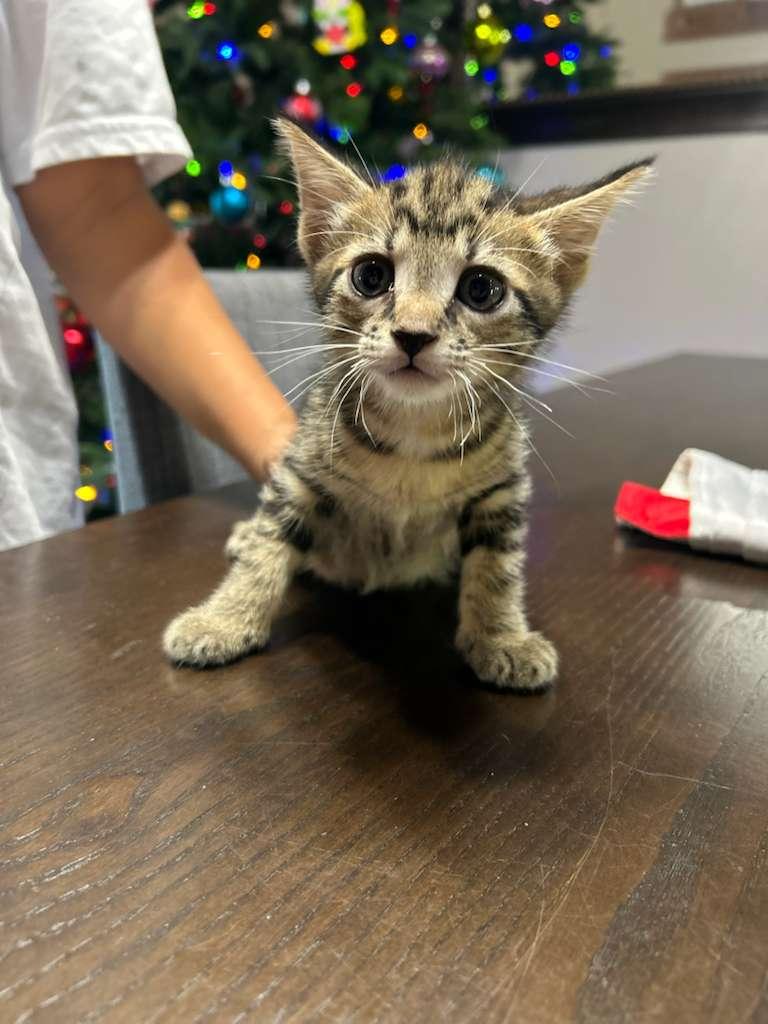Xyron, adopted, Kitten Male Tabby.