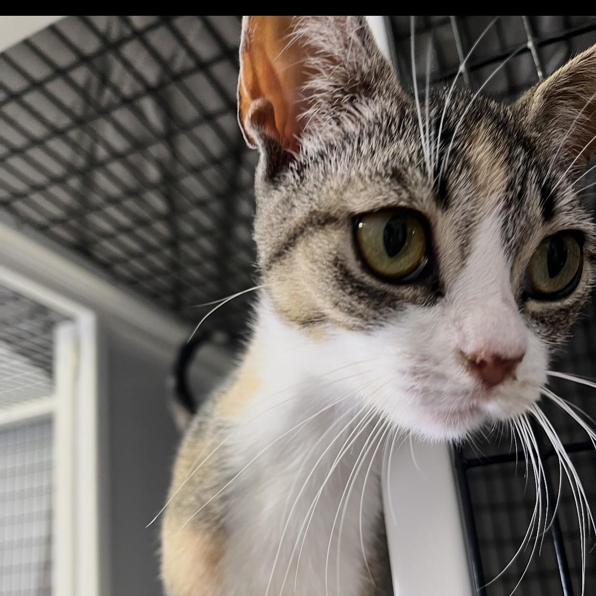 Enlarge Monet, a Adoptable Domestic Short Hair in Brockport, NY image 1/2