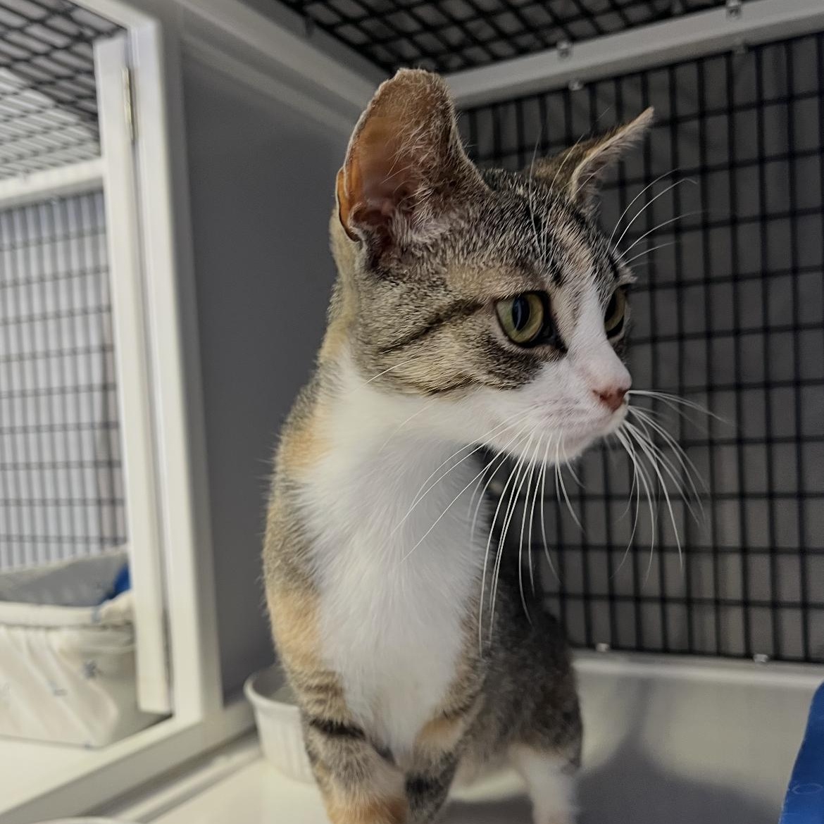 Enlarge Monet, a Adoptable Domestic Short Hair in Brockport, NY image 2/2